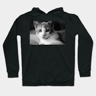 Mr. Tigsworth Hoodie